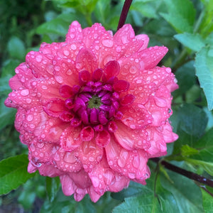 Locally Grown Dahlias