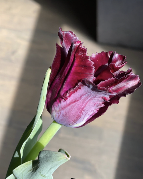 Tulip: Black Parrot