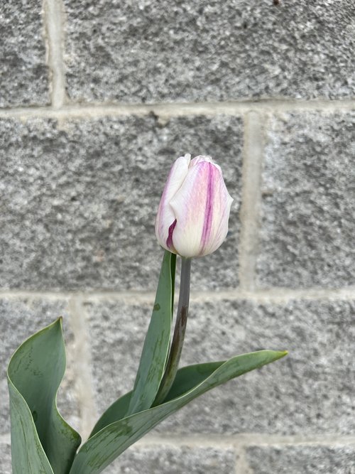 Tulip: Flaming Flag