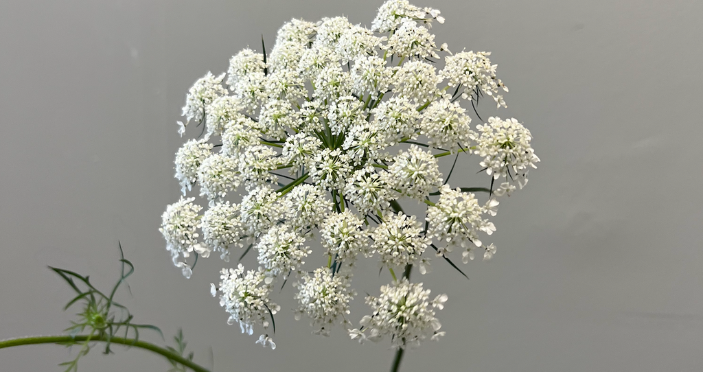 Queen Anne's Lace