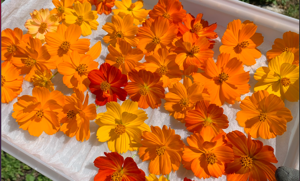 Cosmos: Sulphur Bright Lights