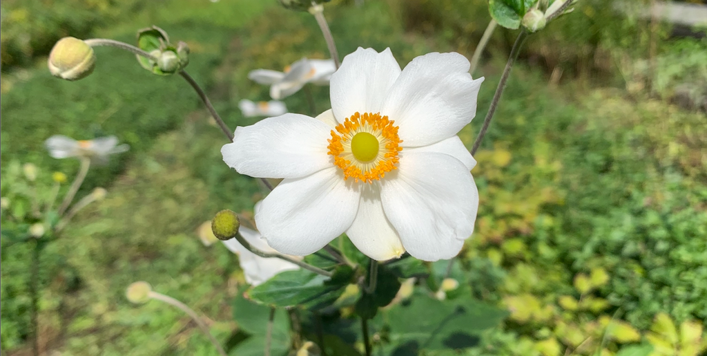 Japanese Anemone: White