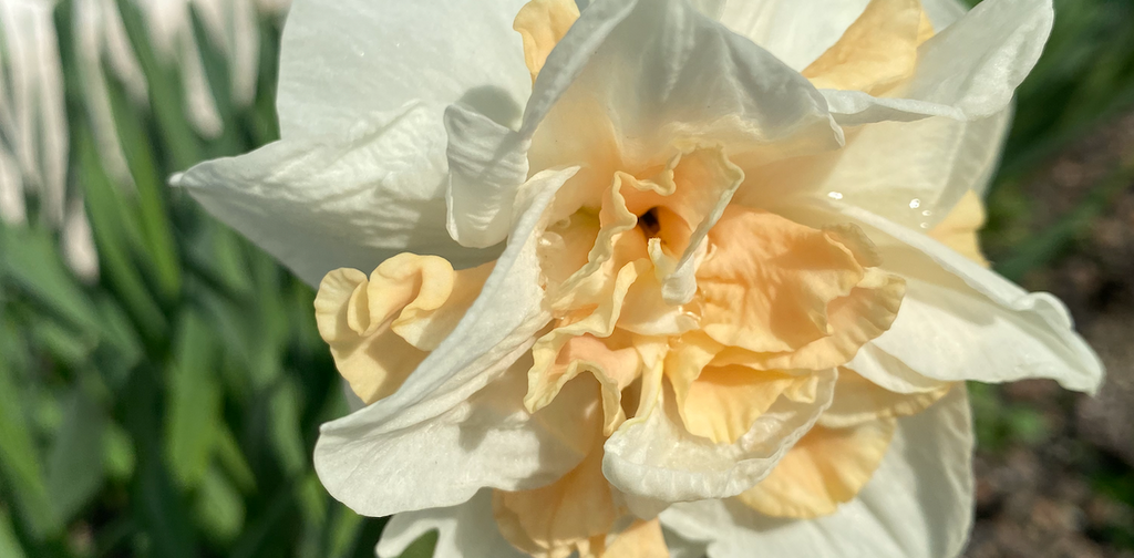 Daffodil (Narcissus): Dalnashaugh