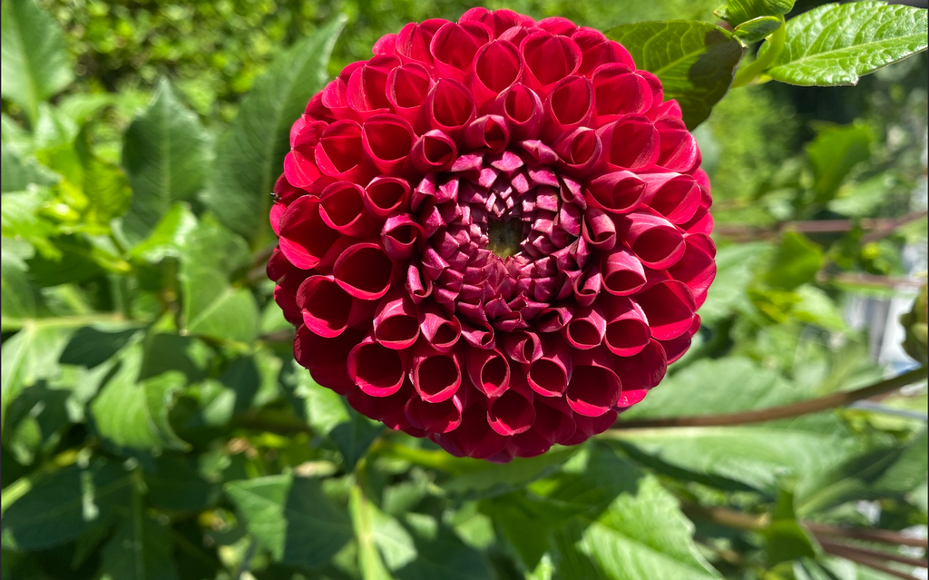 Dahlia : Cornel Red