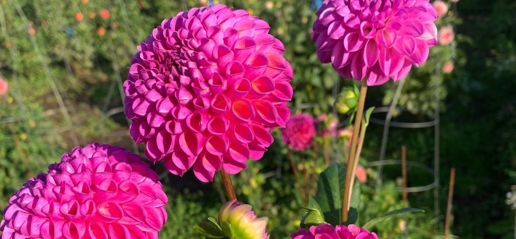 Dahlia: Caitlin’s Joy