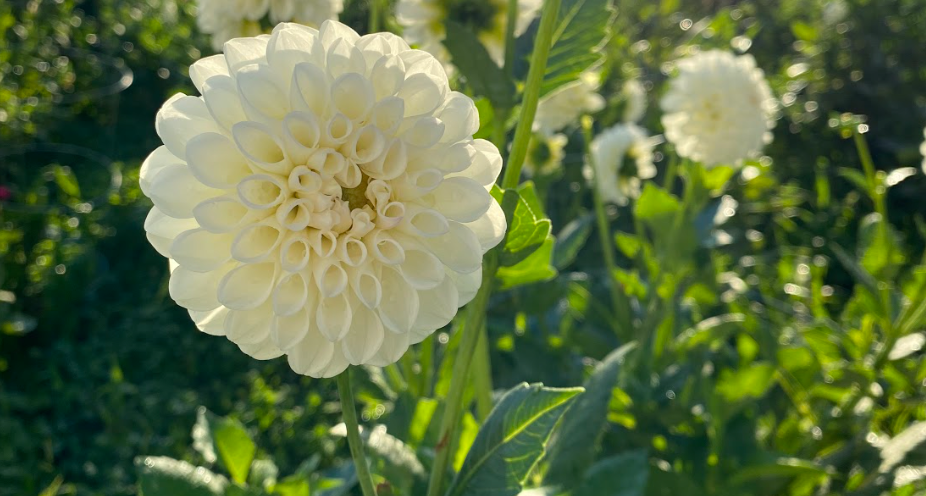 Dahlia: Boom Boom White