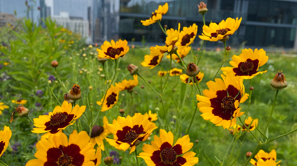 Coreopsis: Plains