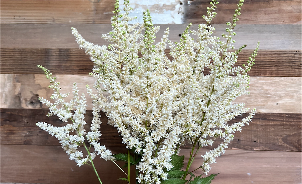 Astilbe: Visions in White