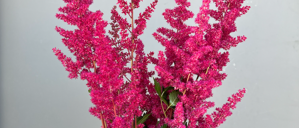 Astilbe : Visions in Red