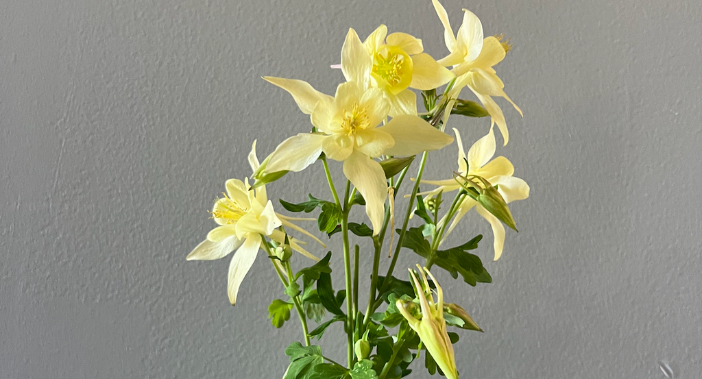 Columbine: Kirigami Yellow