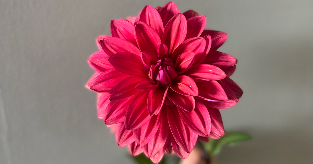 Dahlia: American Dawn