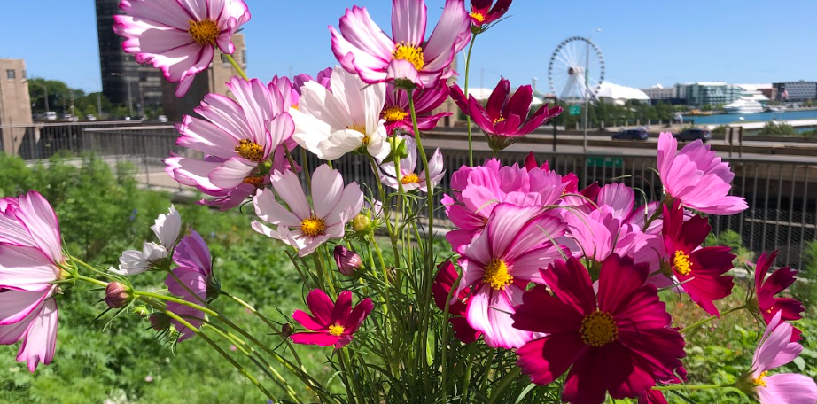 Cosmos: Garden Mix