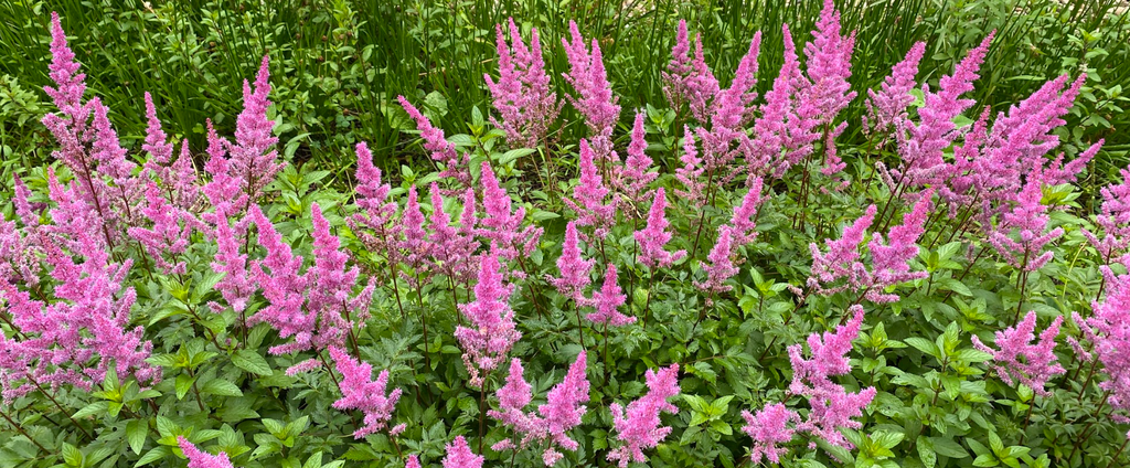 Astilbe: Visions in Pink