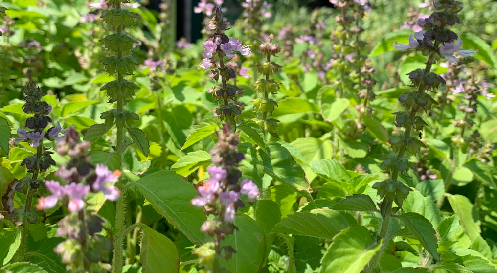 Basil: Tulsi