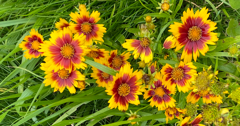 Coreopsis Gold & Bronze