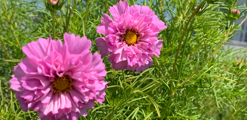 Cosmos: Double Click Rose Bonbon