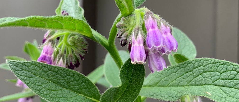 Comfrey