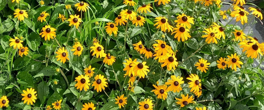 Rudbeckia: Goldsturm