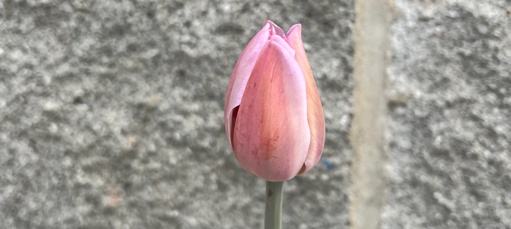 Tulip: Alibi