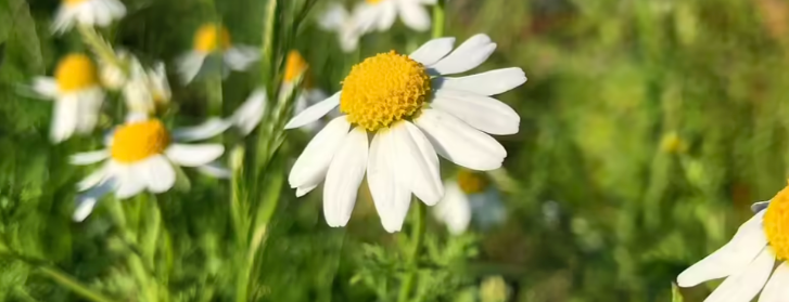 Chamomile: Common