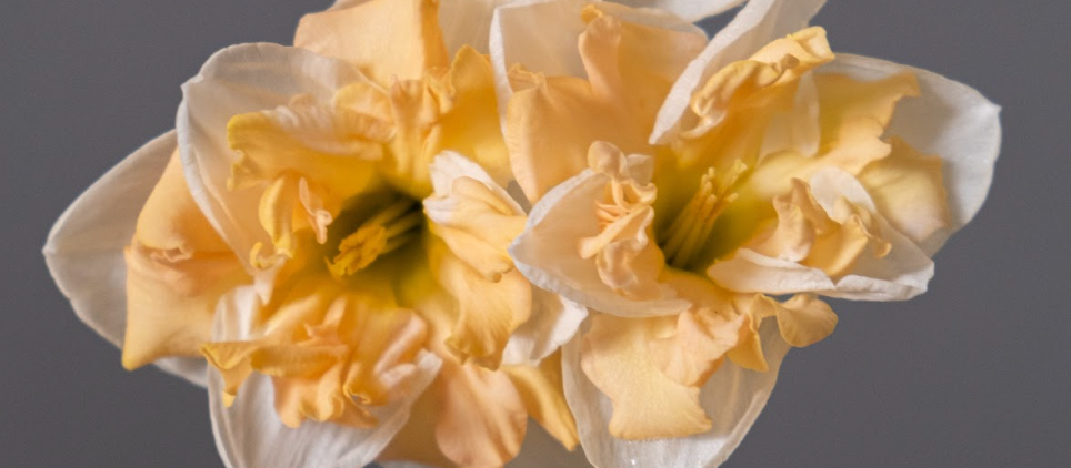 Daffodil (Narcissus): Apricot Whirl