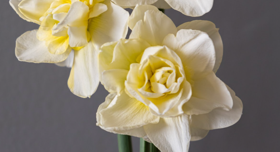 Daffodil (Narcissus): Obdam
