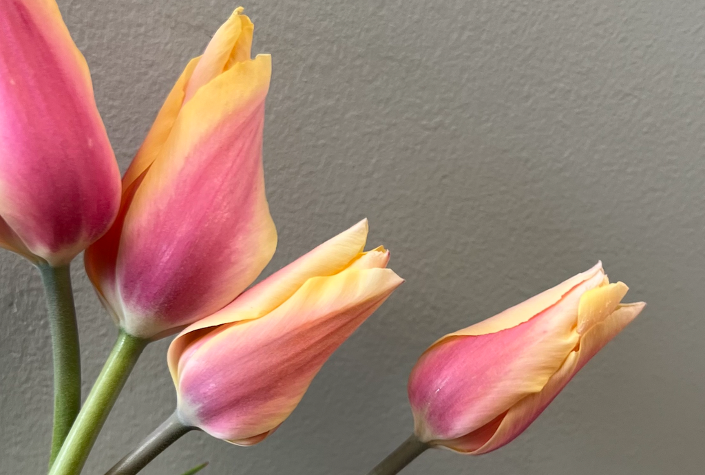 Tulip: Blushing Lady