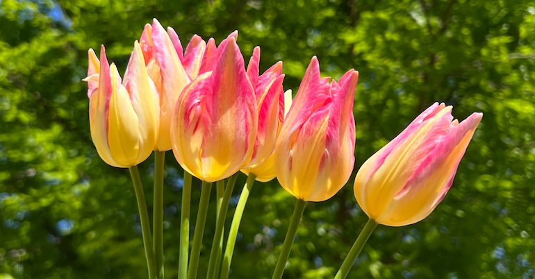 Tulip: Antoinette