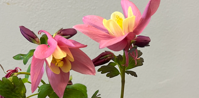 Columbine: Spring Magic Rose & Ivory