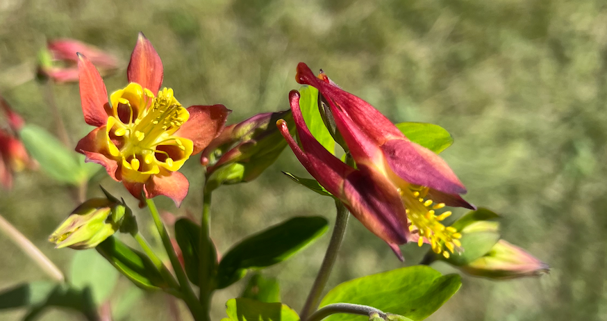 Columbine: Canadian Columbine