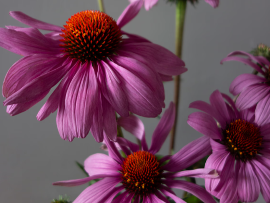 Echinacea: Purpurea