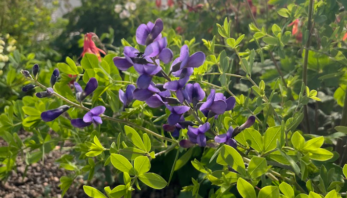 Baptisia australis