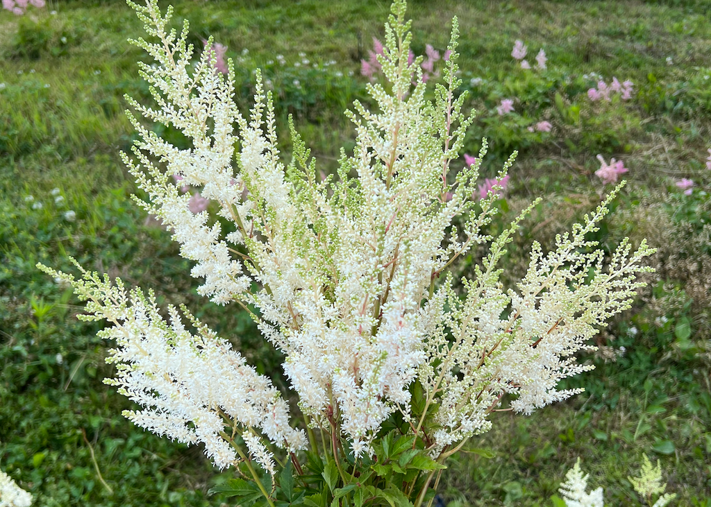 Astilbe: Diamant