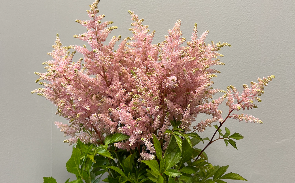 Astilbe: Europa