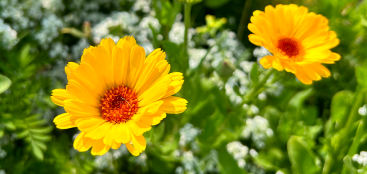 Calendula: Resina