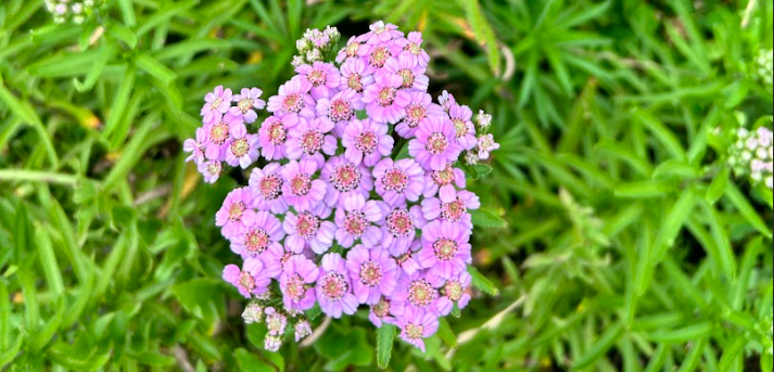 Siberian Yarrow