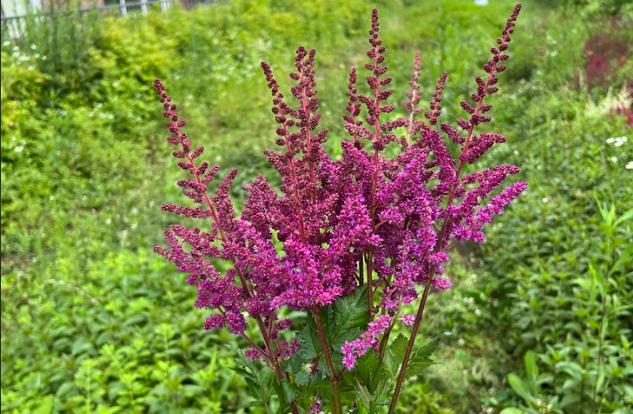 Astilbe: Visions