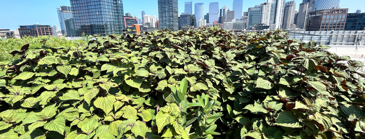 Shiso: Britton – Third Season by The Roof Crop