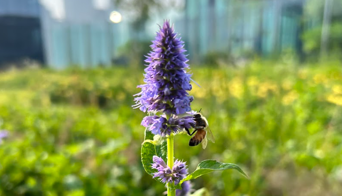 Anise Hyssop