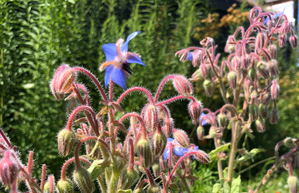 BORAGE