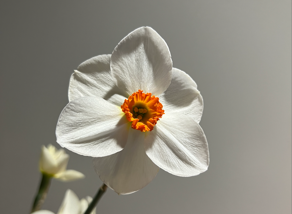 Daffodil (Narcissus): Actaea