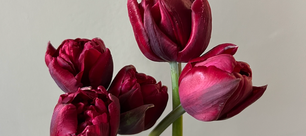 Tulip: Palmyra