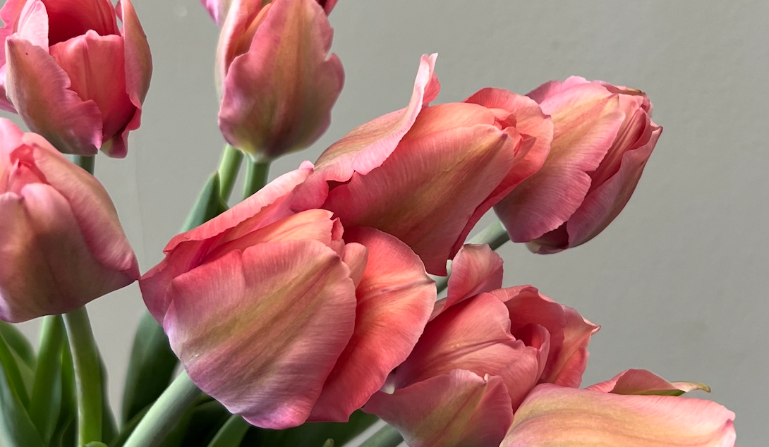 Tulip: Salmon Van Eijk – The Roof Crop