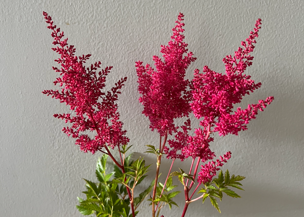 Astilbe: Montgomery