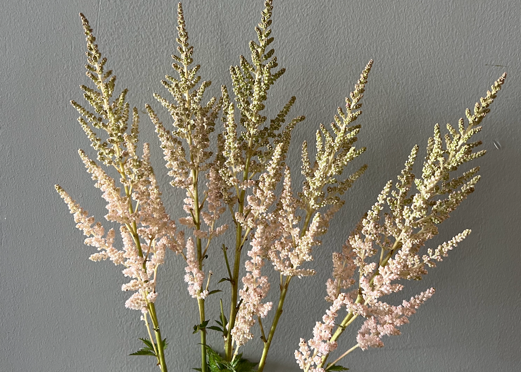 Astilbe: Delft Lace