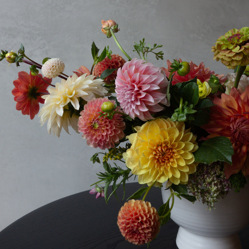 Colorful dahlia arrangement in a white vase against a gray background