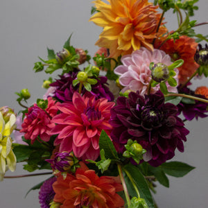 Locally Grown Dahlias
