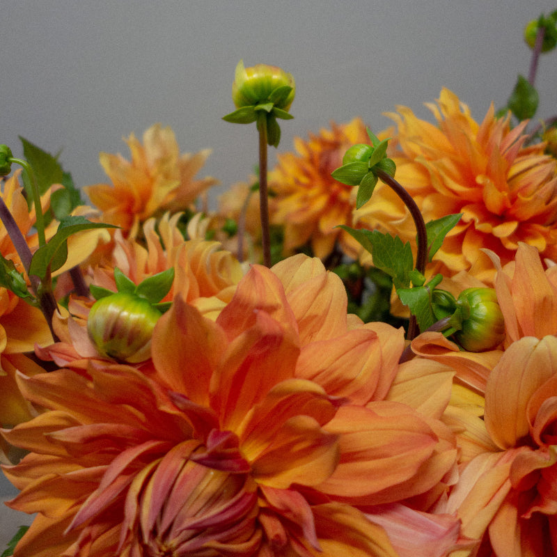 Close-up of hamari gold dahlias with a blurred gray background