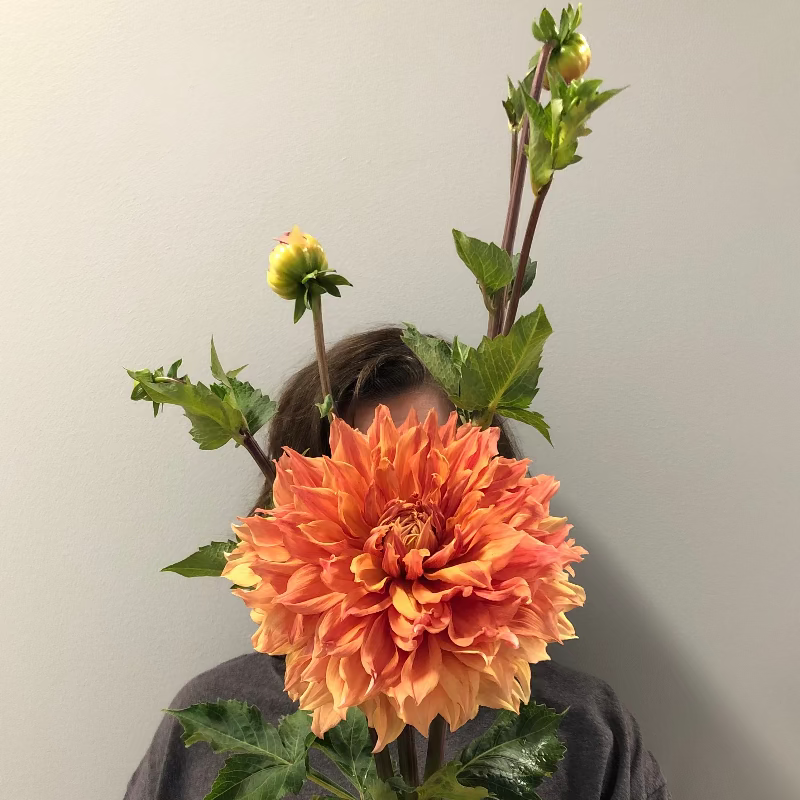 Person holding a large hamari gold dahlia in front of their face against a plain background