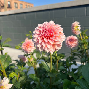 DAHLIA DAY | October 11th 10am - 2pm